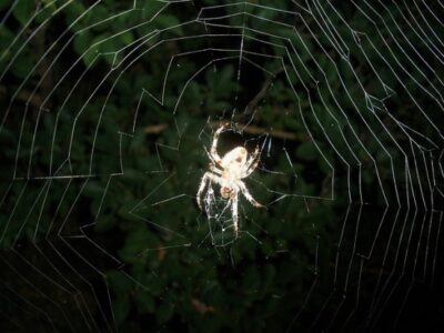 E.B. White’s Talking Animals Live On Image